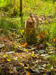 A ginger cat sitting calmly in tall green grass, illuminated by warm sunlight.