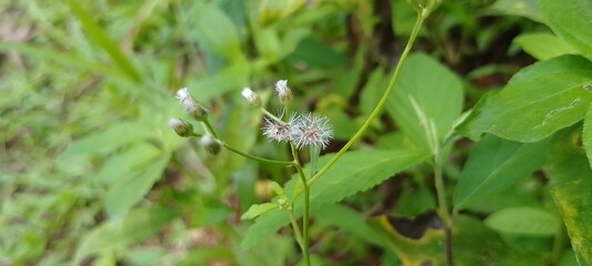 Close-Up of Ageratum-like Plant with Soft Seed Fluff Outdoors