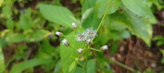 Macro Shot of Wild Plant with Fluffy White Seed Heads