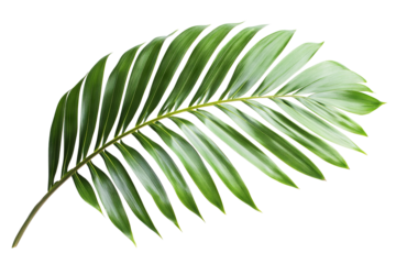 High-resolution green palm leaf isolated on transparent background — realistic tropical foliage PNG cut-out element for exotic nature composites, eco branding, botanical graphic design assets
