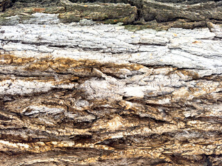 Close-up of tree bark texture with visible cracks, layers, and natural wood pattern.