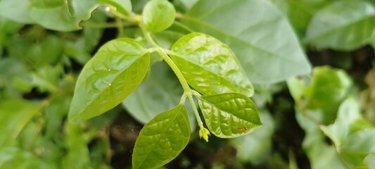 Macro Shot of a Tiny Yellow Flower Bud on a Green Leafy Stem in a Natural Garden Setting – Fresh Spring Growth, Botanical Close-Up, Nature Background, Plant Life, and Organic Texture Detail