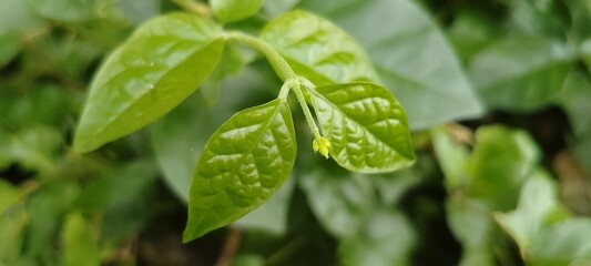 Macro Image of a Small Yellow Bud Emerging from Vibrant Green Leaves – Natural Garden Detail, Plant Development, Fresh Growth Symbol, Organic Texture, and Eco-Friendly Nature Theme