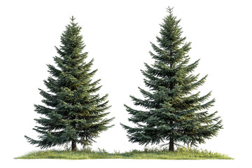 Fototapeta premium High-resolution green forest trees isolated on transparent background with alpha channel PNG cutout — lush summer foliage element with clean clip path ideal for print layouts, web pages