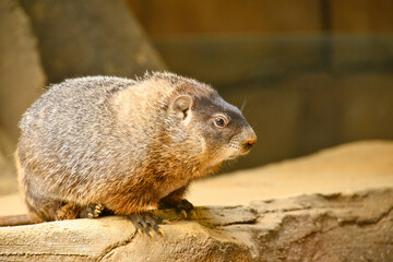 ウッドチャック