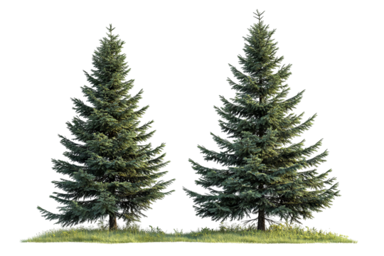 High-resolution green forest trees isolated on transparent background with alpha channel PNG cutout — lush summer foliage element with clean clip path ideal for print layouts, web pages