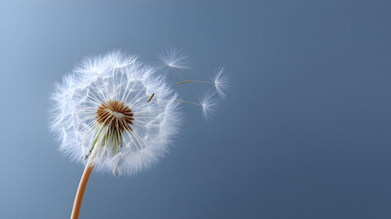 Obraz premium Delicate dandelion seeds drifting through tranquil blue sky, symbolizing freedom, transformation, and ephemeral natural beauty