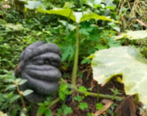 Defocused. Green pumpkin on a garden. Background.
