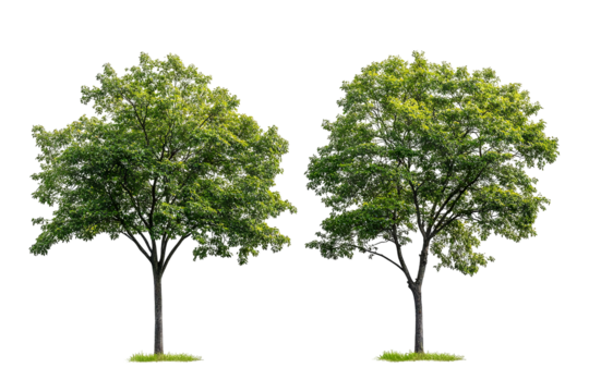 High-resolution green forest trees isolated on transparent background with alpha channel PNG cutout — lush summer foliage element with clean clip path ideal for print layouts, web pages