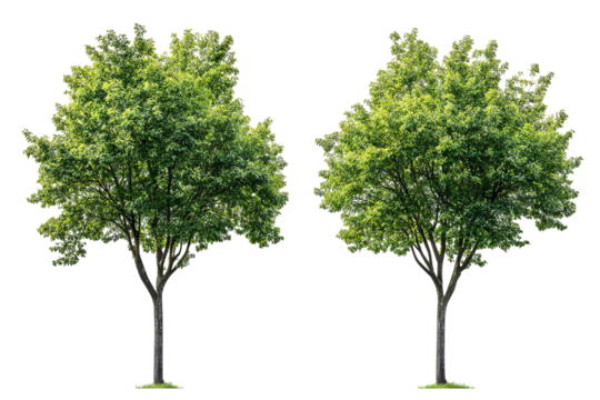 High-resolution green forest trees isolated on transparent background with alpha channel PNG cutout — lush summer foliage element with clean clip path ideal for print layouts, web pages