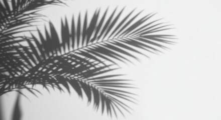 Monochrome Palm Leaf Shadow on White Wall