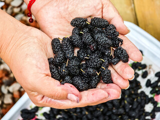 A bunch of delicious mulberries
