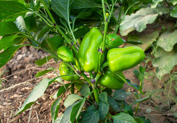 Bell pepper fruits grow on bushes in the garden