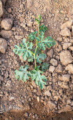 A young watermelon bush grows in the garden on the ground
