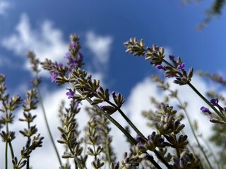 lavender against a blue sky with clouds