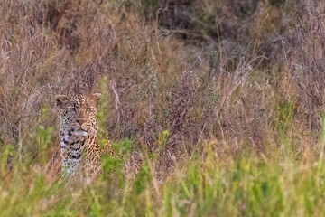 A leopard -Panthera pardus- hides in the bushes of the Serengeti, Tanzania. Its spotted coat blends with the dappled light and leaves, as its piercing eyes peek through, alert and focused.