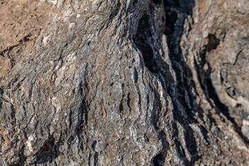 Sandstone / Beachrock, Beach deposits (Holocene) . Kaʻena Point Trail（North), Oahu Hawaii.  Chiefly cream-colored and calcareous in composition, derived from comminuted coral, shells, and foraminifera