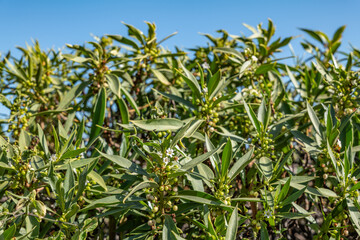 Myoporum sandwicense, naio, bastard sandalwood or false sandalwood is a species of flowering plant in the figwort family, Scrophulariaceae. Kaʻena Point Trail（North), Oahu Hawaii