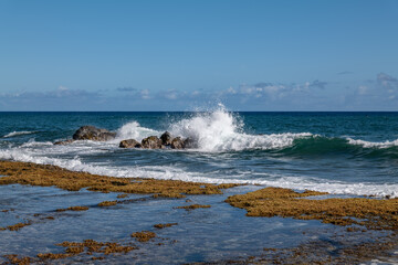 Seaweed on sandstone / beachrock. Coastal erosion /  intertidal zone or foreshore. Kaʻena Point Trail（North), Oahu Hawaii. Beach deposits (Holocene) 