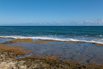 Seaweed on sandstone / beachrock. Coastal erosion /  intertidal zone or foreshore. Kaʻena Point Trail（North), Oahu Hawaii. Beach deposits (Holocene) 