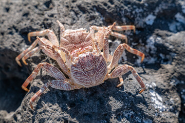 Grapsus tenuicrustatus, thin-shelled rock crab or Natal lightfoot crab, is a species of decapod crustacean in the family Grapsidae. Kaʻena Point Trail（North), Oahu Hawaii