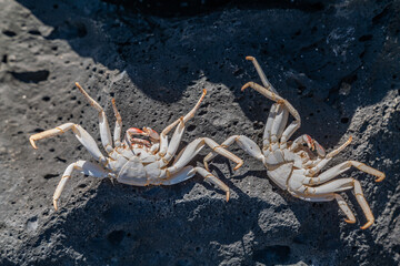 Grapsus tenuicrustatus, thin-shelled rock crab or Natal lightfoot crab, is a species of decapod crustacean in the family Grapsidae. Kaʻena Point Trail（North), Oahu Hawaii