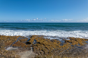 Seaweed on sandstone / beachrock. Coastal erosion /  intertidal zone or foreshore. Kaʻena Point Trail（North), Oahu Hawaii. Beach deposits (Holocene) 