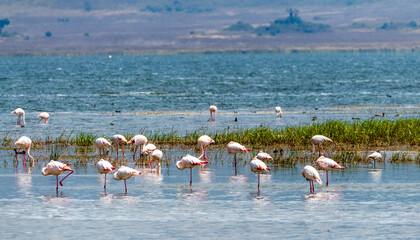 Greater Flamingos - Phoenicopterus roseus- standing in lake Magadi in the Ngorogoro Crater in...