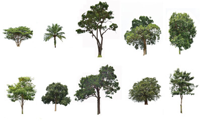 Set tree plant tropical with green leaf isolated on white background, Different kinds of trees and leaves collection