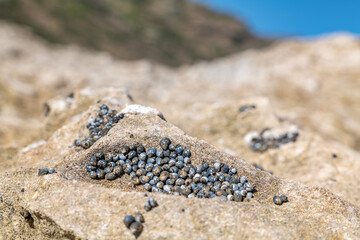 Echinolittorina hawaiiensis or Hawaiian Periwinkle is a marine gastropod mollusk in the family Littorinidae. Kaʻena Point Trail（North), Oahu Hawaii. sandstone / beach rock, Beach deposits (Holocene).