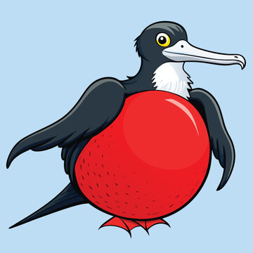 Frigatebird with its inflatable red gular pouch, a striking mating display.