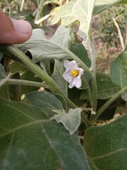 solanum melongena flower or Eggplant flower aubergine, brinjal, or baigan flower.solanum melongena flower pattern 
