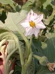 solanum melongena flower or Eggplant flower aubergine, brinjal, or baigan flower.solanum melongena flower pattern 