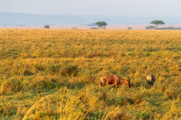 Close-up of a Red Hartebeest - Alcelaphus buselaphus Caama- also known as the Kongoni, or Cape Hartebeest, grazing on the plains of the Serengeti, Tanzania