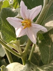solanum melongena flower or Eggplant flower aubergine, brinjal, or baigan flower.solanum melongena flower pattern 