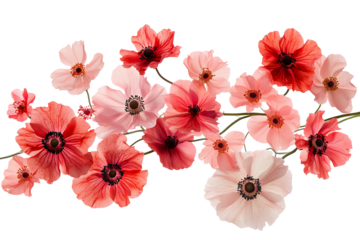 High-resolution red and pink floral bouquet isolated on transparent background PNG cutout — vibrant layered blossoms perfect for spring wedding invitations, greeting cards and botanical graphic design