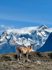 Guanaco - Parque Torres Del Paine - Chile - Paragonia - Magalh&atilde;es - Andes