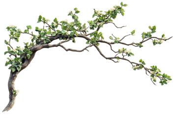 High-resolution flowering tree branch overlay isolated on transparent background PNG – realistic botanical cutout ideal for photo compositing, wedding invitation design, and spring-themed digital art
