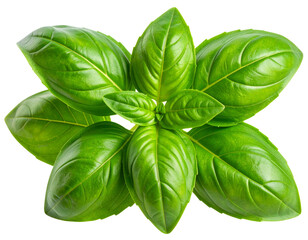 Fresh Green Basil Leaves Sprig with Vibrant Color, Transparent Background.PNG