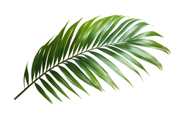 High-resolution green tropical palm leaf png cutout with transparent background for botanical designs and graphic composites