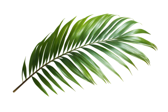 High-resolution green tropical palm leaf png cutout with transparent background for botanical designs and graphic composites
