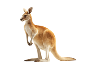 Kangaroo standing on its hind legs isolated on a transparent background