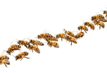 A flock of bees flying in the air isolated on a transparent background
