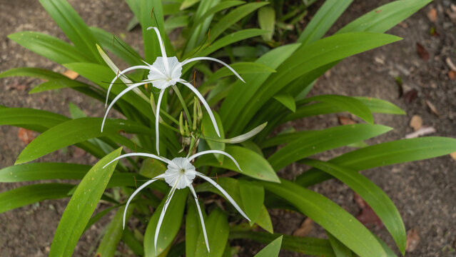 Beautiful white flowers hymenocallis littoralis beach spider lily. Elegantly curved long petals, thin stamens. Juicy green leaves. Top view. Malaysia.