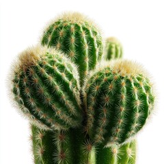 Close-up of clustered cactus spines