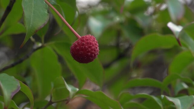 It is fruits on the Japanese Flowering Dogwood tree in park, Japan. without sounds