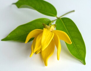 Naklejka premium Yellow Ylang-Ylang Flower with Bud and Leaves