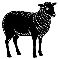 black and white sheep