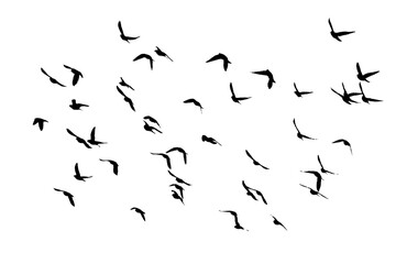 png herd of birds fly on clear backgroung