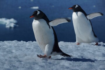 Emperor penguins on icy Antarctic landscape with glacier in background
